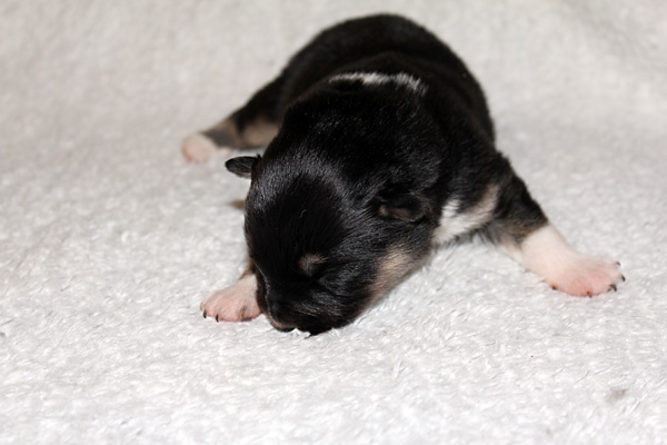 Tilkkuturkin Felsina