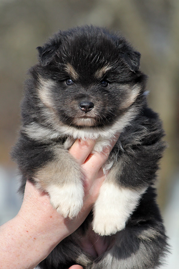 Tilkkuturkin Felsina