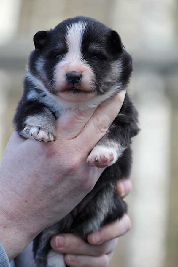 Tilkkuturkin Fontane