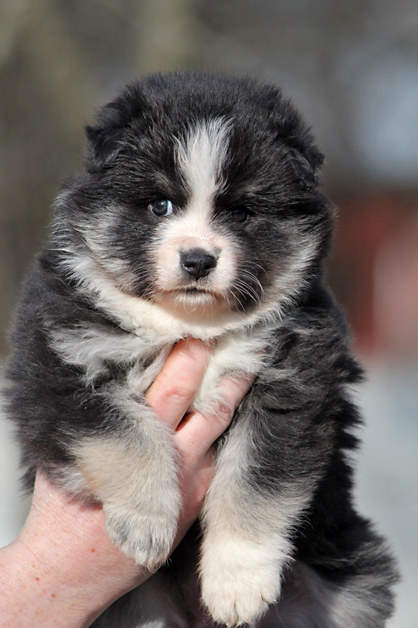 Tilkkuturkin Fontane